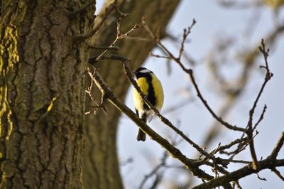 Close-up of bird perching on tree