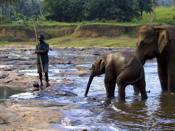 indian elephant