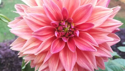 Close-up of pink dahlia blooming outdoors