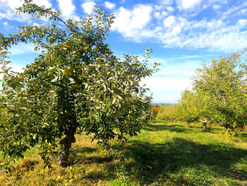 Trees growing on field against sky