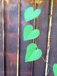 Plants growing on a tree