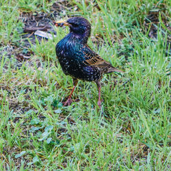 Bird perching on a field