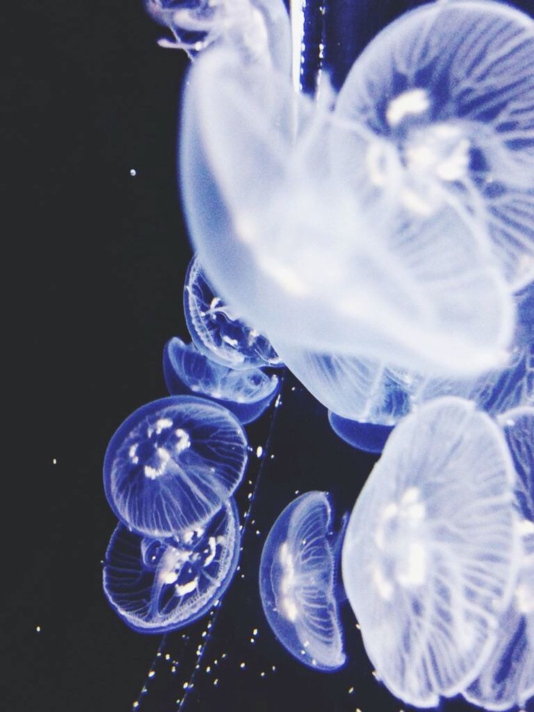 jellyfish, underwater, sea life, swimming, water, smooth, floating in water, close-up, no people, nature