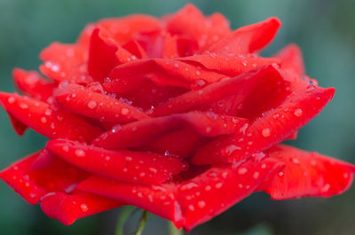 Close-up of wet red flower