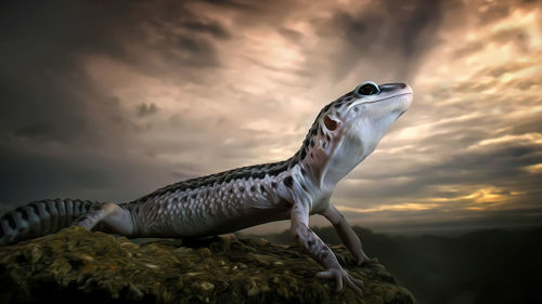 Close-up of a gecko lizard looking at sunrise