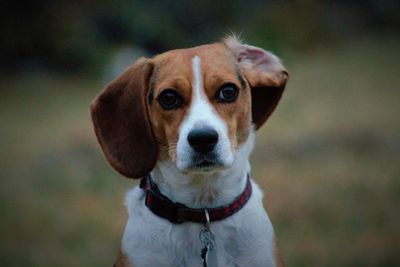 Close-up portrait of beagle