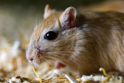 Close-up of hamster