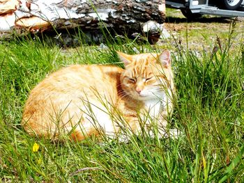 Portrait of cat sitting in grass