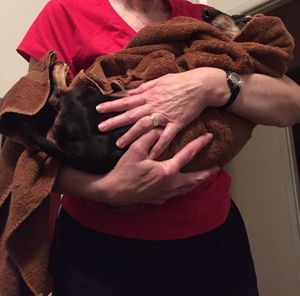 Midsection of man with dog