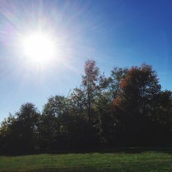 Sun shining through trees on grassy field