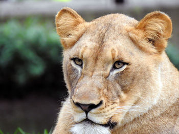 Close-up of a lion at the zoo