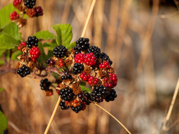 Close-up of strawberries on plant