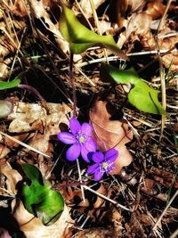 High angle view of purple flowers growing on field