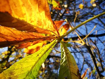 Close-up of maple leaf during autumn