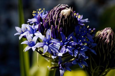 Close-up of purple flowering plant
