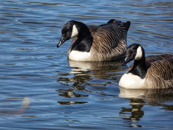 High angle view of birds swimming in lake