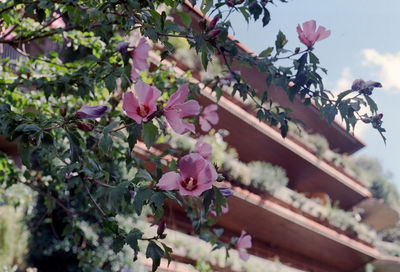 Low angle view of pink flowers