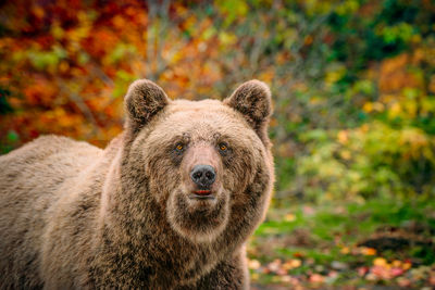 Close-up of bear