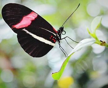 Close-up of butterfly on red background