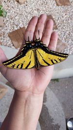 Cropped image of person hand holding yellow butterfly