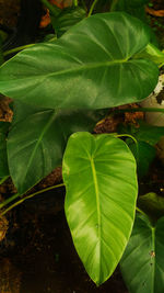 High angle view of leaves on field