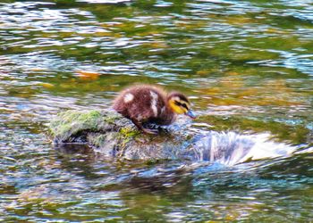 Duck swimming in lake