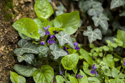 Close-up of purple flowering plant