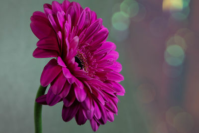 Close-up of pink dahlia flower
