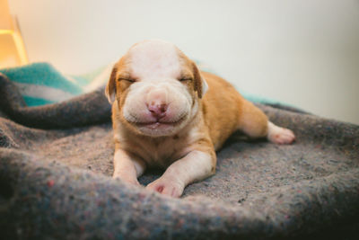 Close-up of dog lying on floor