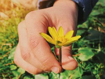 Close-up of hand holding yellow flower