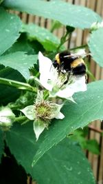 Close-up of bee on plant