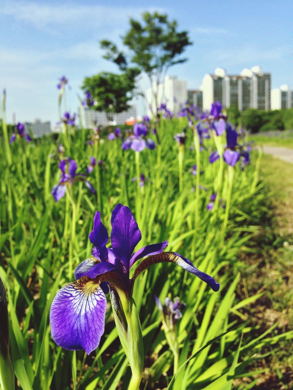 flower, purple, freshness, growth, fragility, plant, focus on foreground, beauty in nature, blooming, nature, petal, close-up, flower head, field, in bloom, blue, day, stem, outdoors, green color