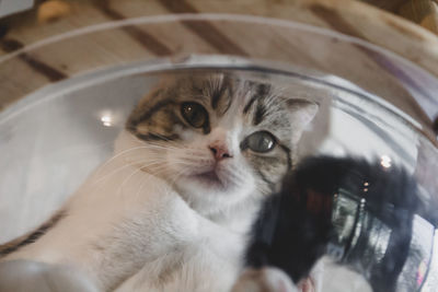 Close-up portrait of a cat