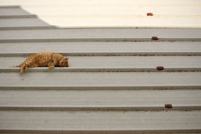 Cat relaxing on staircase