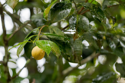 Close-up of fruit growing on tree