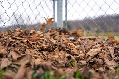 Close-up of dry leaves on field