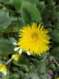 Close-up of yellow flowering plant