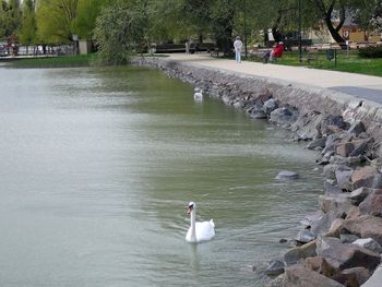 Swan swimming in lake