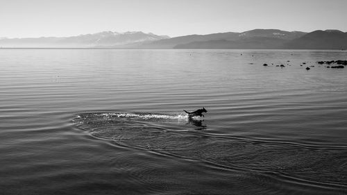 View of ducks swimming in lake