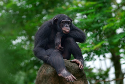 Monkey sitting on tree