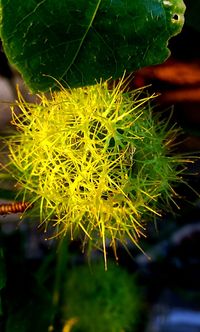 Close-up of yellow flower