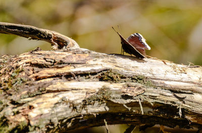 Close-up of butterfly on tree branch