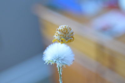 Close-up of white flowering plant