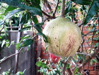 Close-up of fruits growing on tree