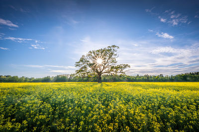 Magnificent oak in a meadow