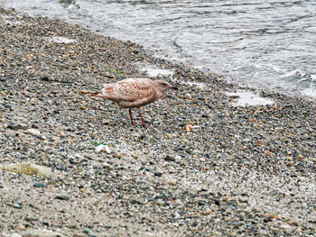 High angle view of bird on shore