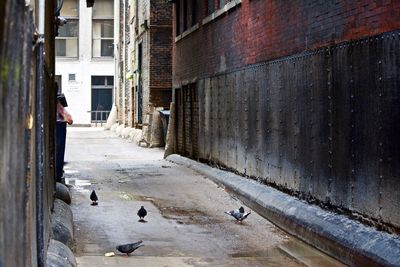 Pigeons on street amidst buildings