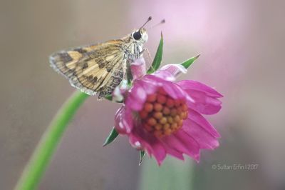 Close-up of insect on pink flower