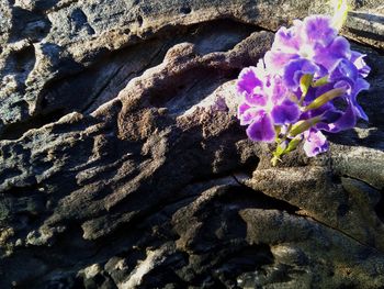 Close-up high angle view of flower petals