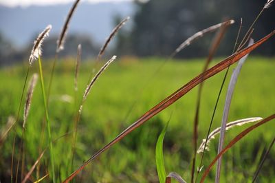 Close-up of grass growing on field